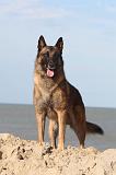 MALINOIS 083